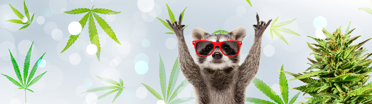 High-Quality Weed Seeds for Sale - Find Your Perfect Strain High-Quality Weed Seeds for Sale - Find Your Perfect Strain