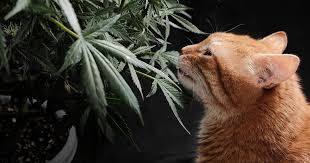 High-Quality Weed Seeds for Sale - Find Your Perfect Strain High-Quality Weed Seeds for Sale - Find Your Perfect Strain